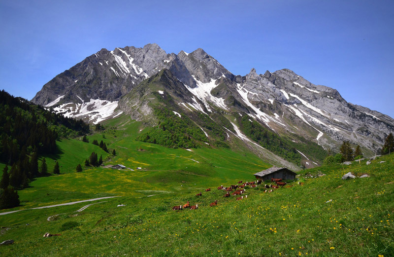 Reblochon fermier alpage des Aravis