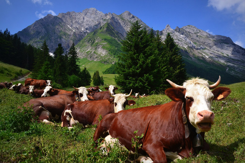 Reblochon fermier alpage des Aravis