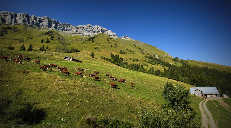 Reblochon fermier alpage des Aravis