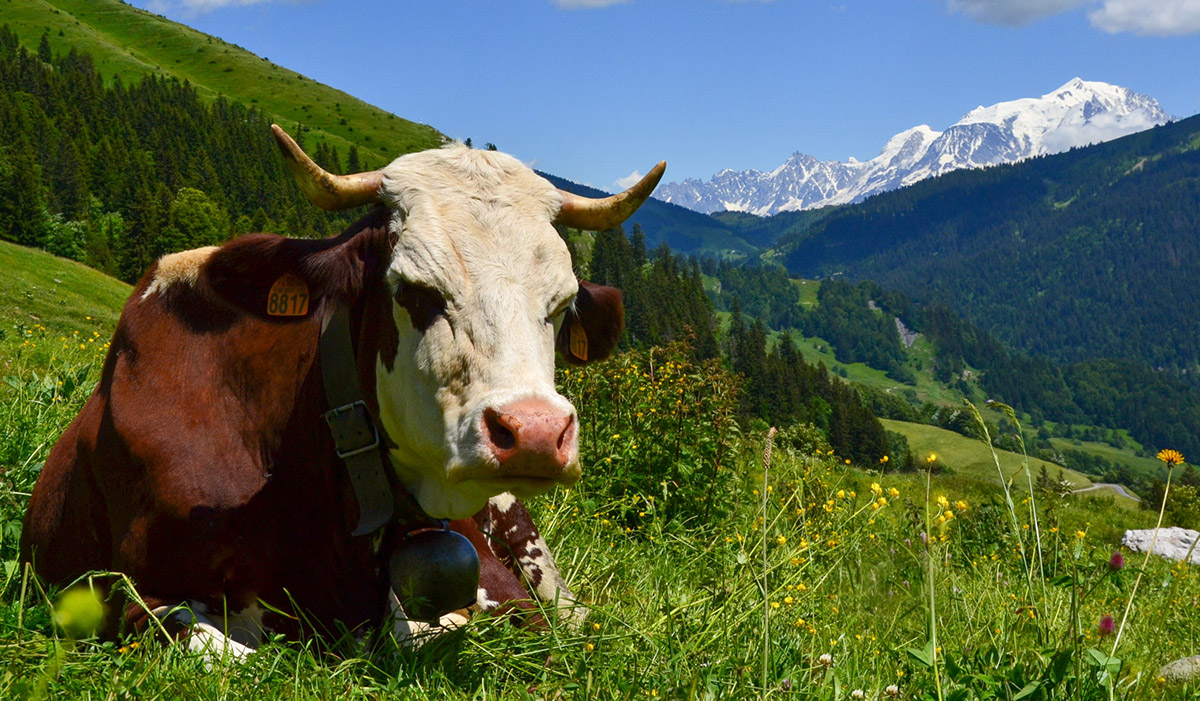 Reblochon fermier alpage des Aravis