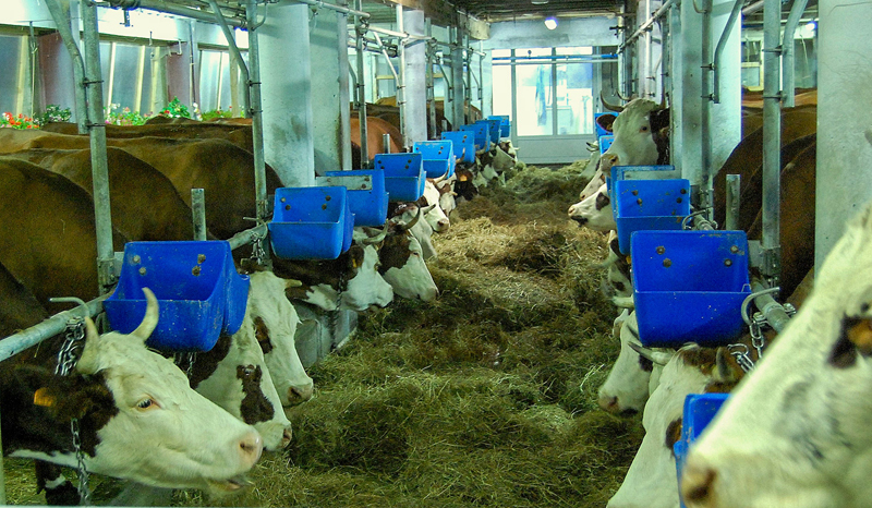 Reblochon Fermier des Aravis notre ferme