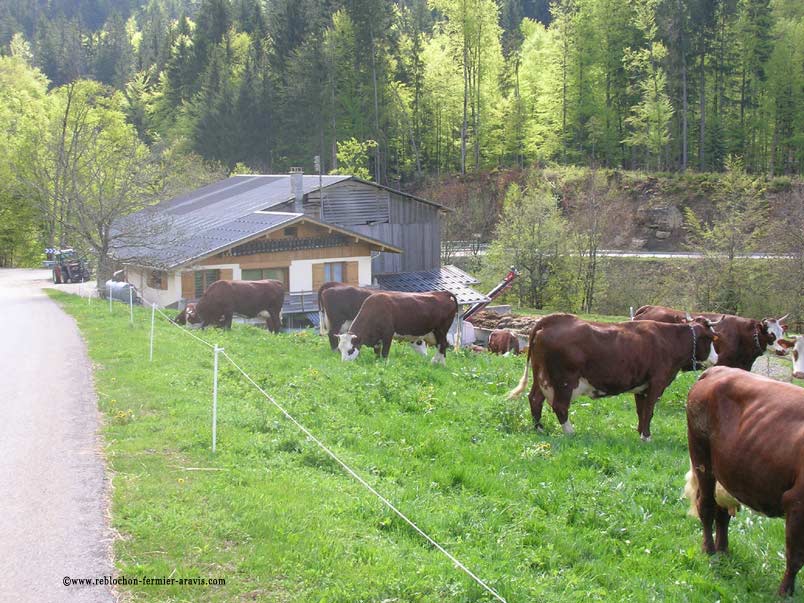 Reblochon Fermier des Aravis notre ferme