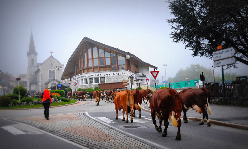 Reblochon Fermier des Aravis Transhumance