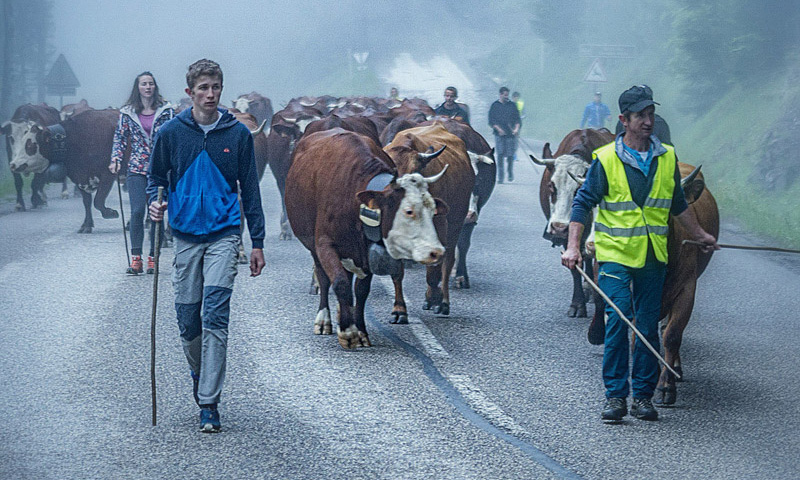 Reblochon Fermier des Aravis Transhumance