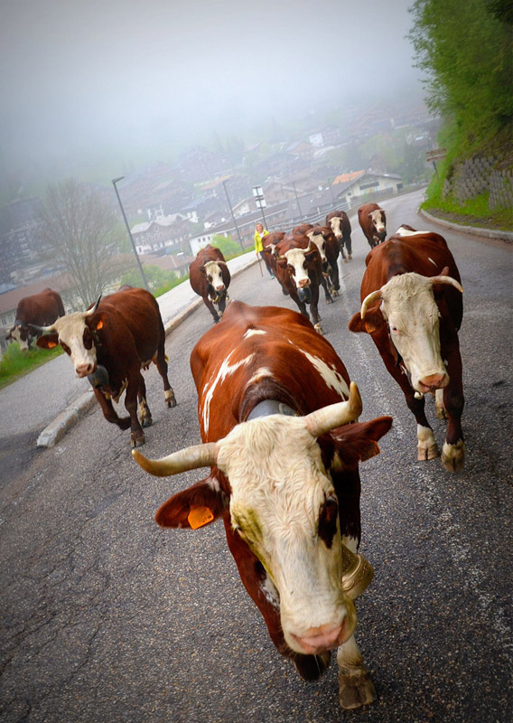 Reblochon Fermier des Aravis Transhumance