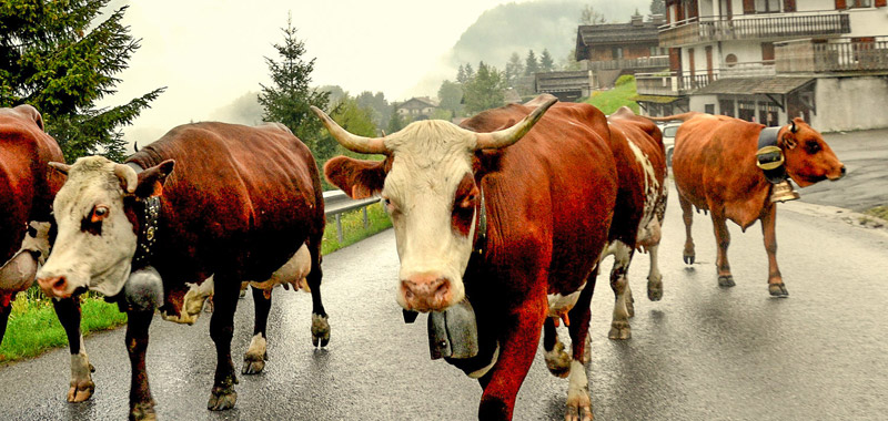 Reblochon Fermier des Aravis Transhumance