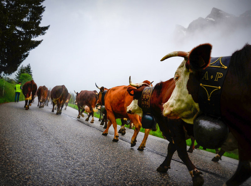 Reblochon Fermier des Aravis Transhumance