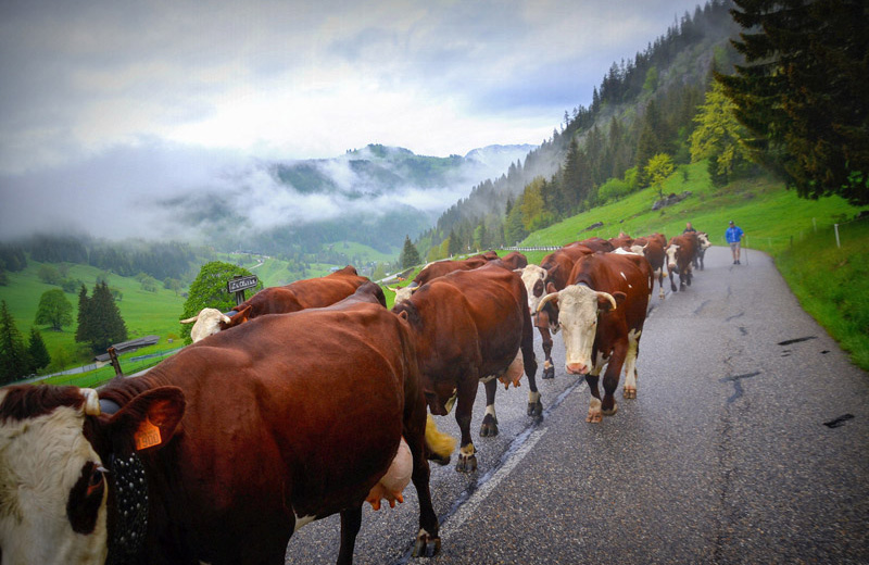 Reblochon Fermier des Aravis Transhumance