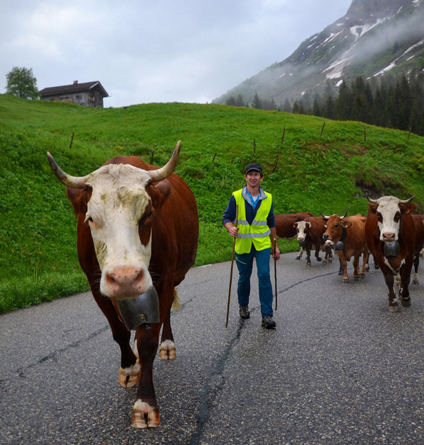 Reblochon Fermier des Aravis Transhumance