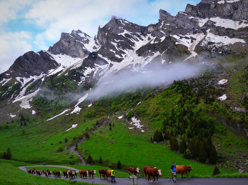 Reblochon Fermier des Aravis Transhumance