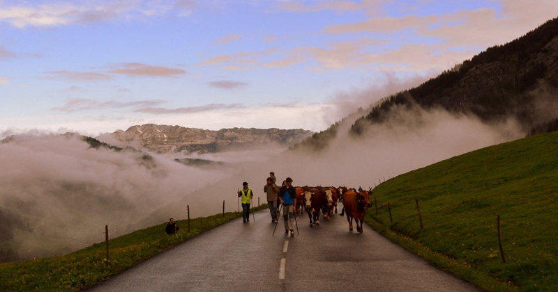 Reblochon Fermier des Aravis Transhumance