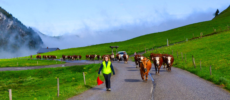 Reblochon Fermier des Aravis Transhumance