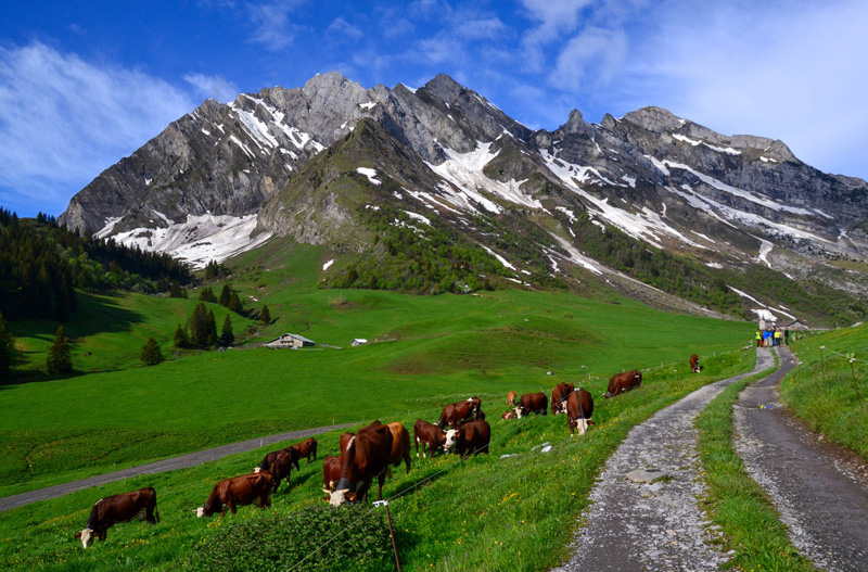 Reblochon Fermier des Aravis Transhumance