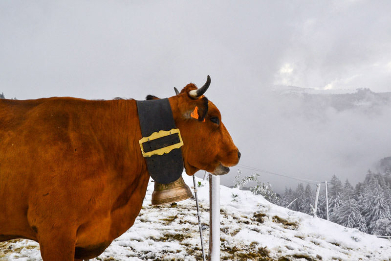 Reblochon Fermier des Aravis Transhumance