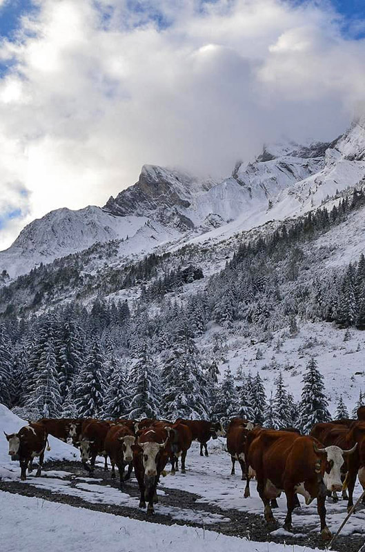 Reblochon Fermier des Aravis Transhumance