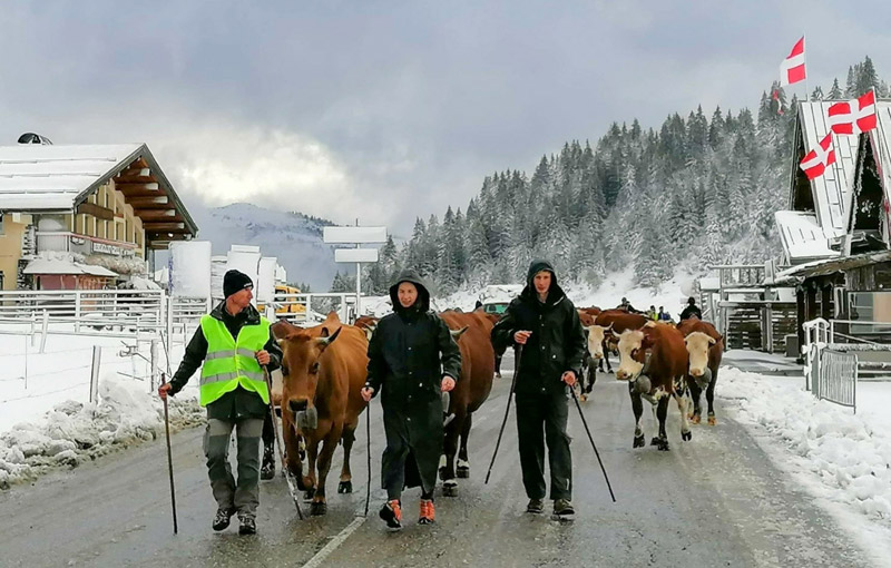 Reblochon Fermier des Aravis Transhumance