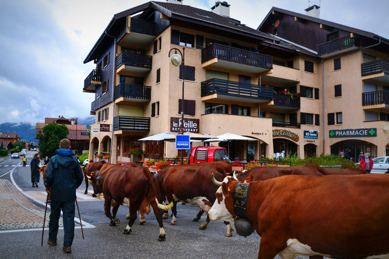 Reblochon Fermier des Aravis Transhumance