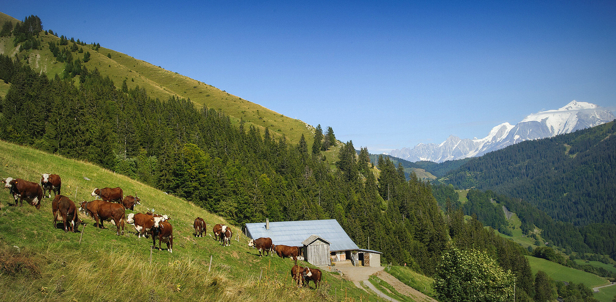 Reblochon Fermier des Aravis